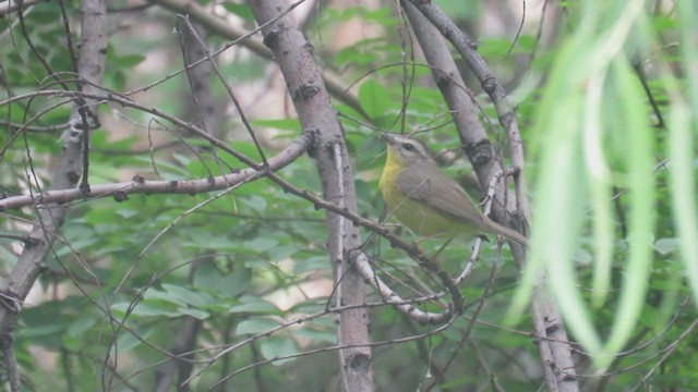 Golden-crowned Warbler - ML393957961