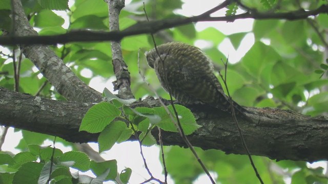 White-spotted Woodpecker - ML393958071