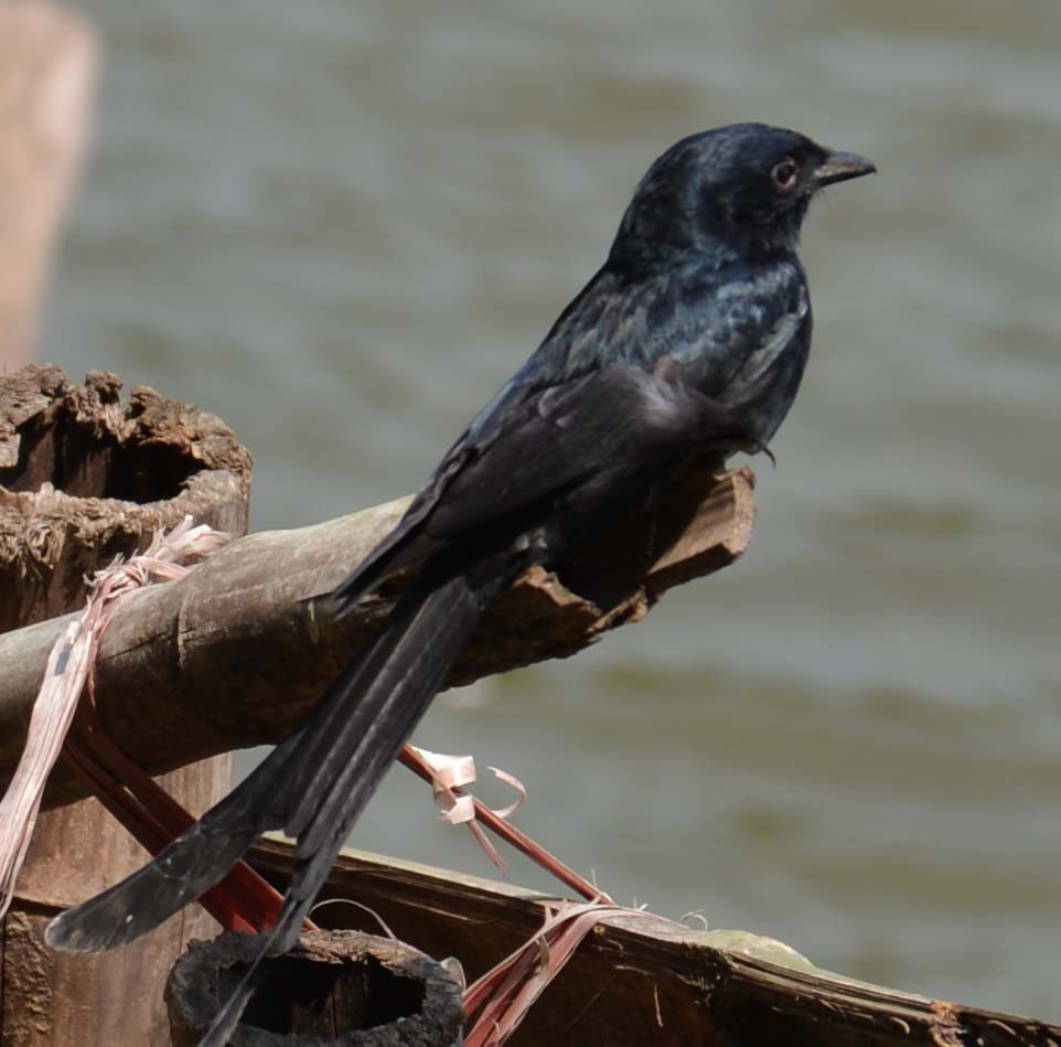 Black Drongo - Basia Kruszewska