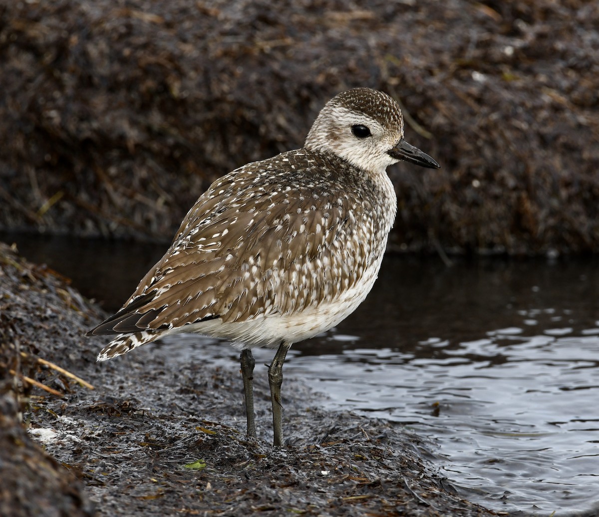 Black-bellied Plover - ML393959351