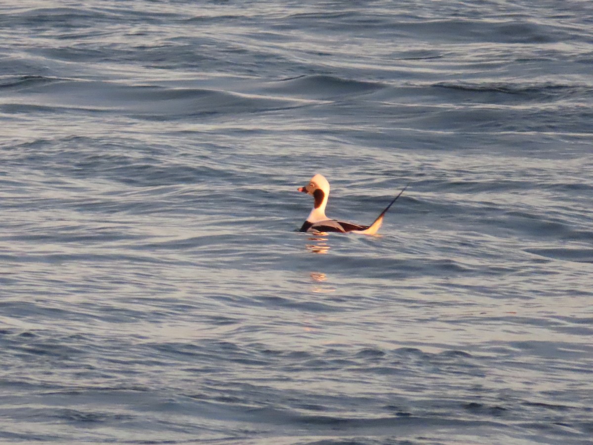 Long-tailed Duck - ML393959841