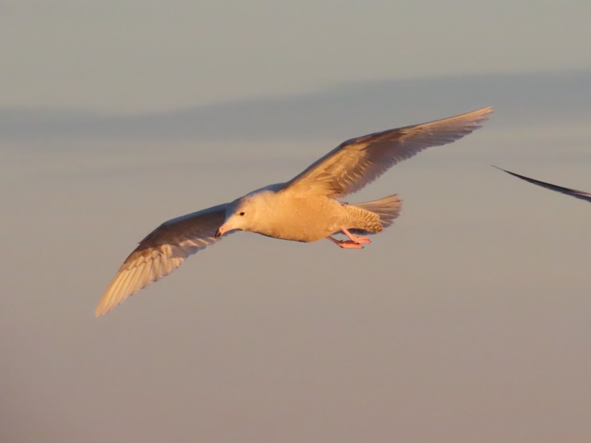 Glaucous Gull - ML393960021