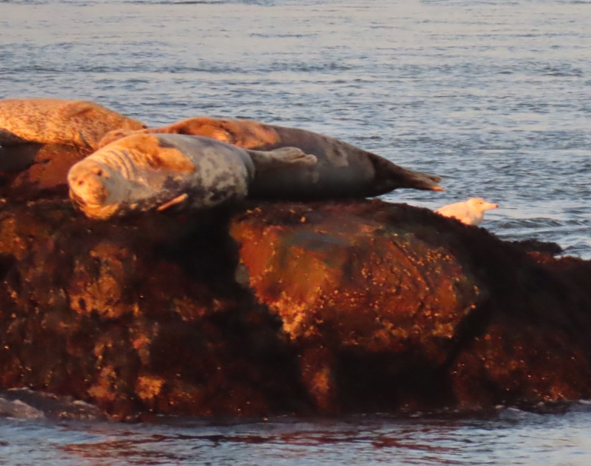 Glaucous Gull - ML393960081