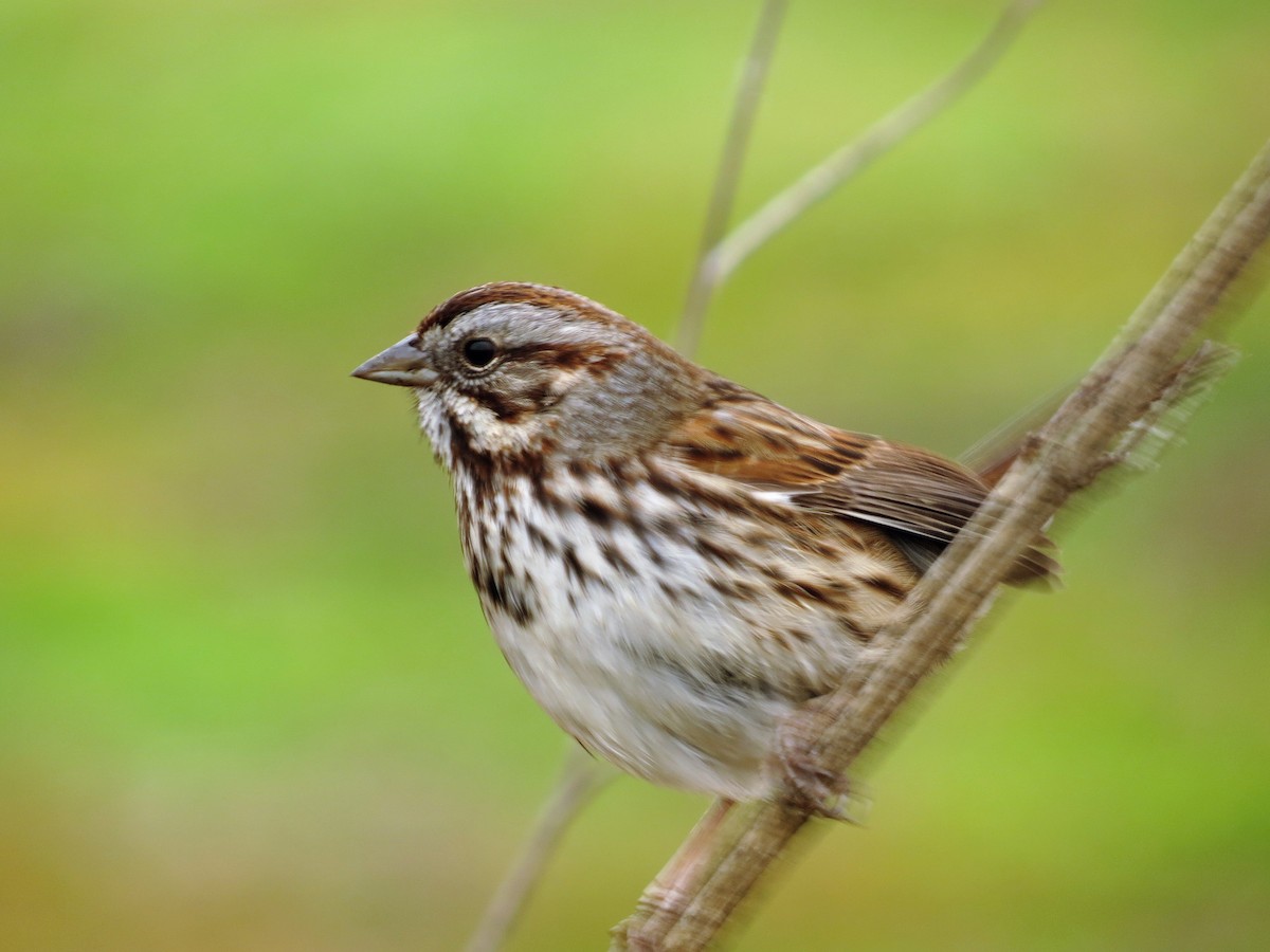 Song Sparrow (heermanni Group) - ML393960811