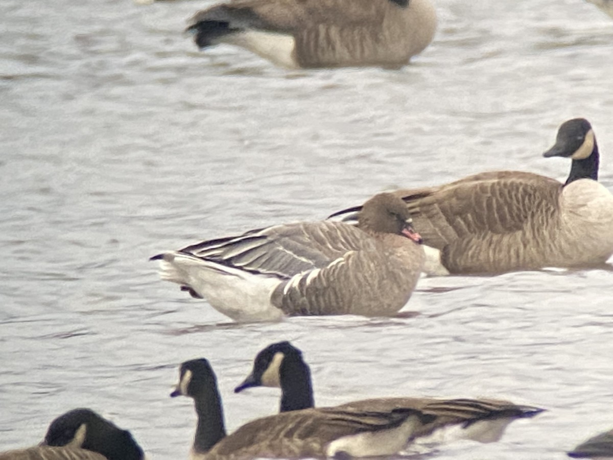 Pink-footed Goose - ML393963631