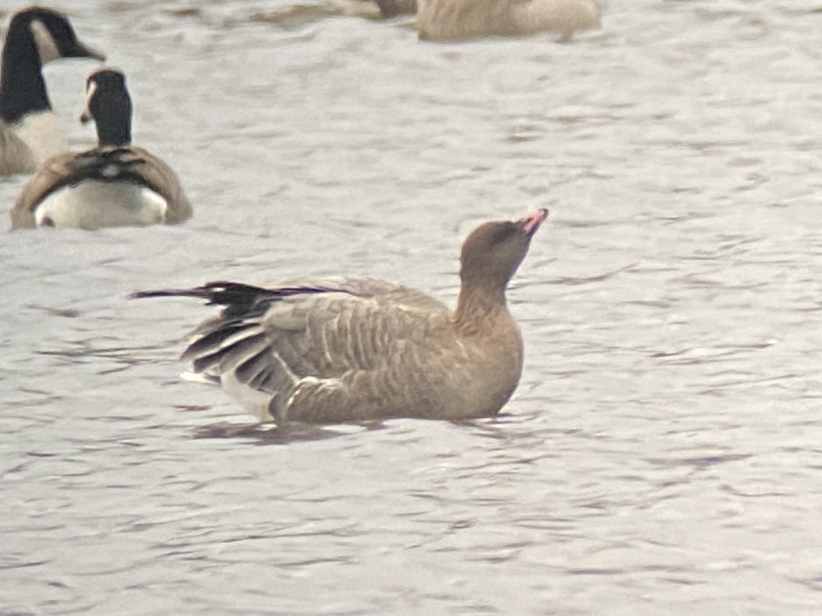 Pink-footed Goose - ML393963651