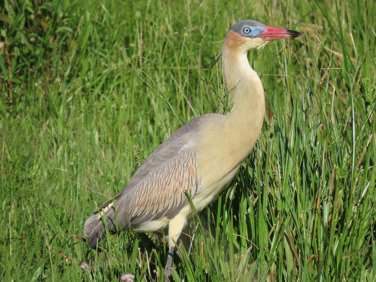 Whistling Heron - ML393966631