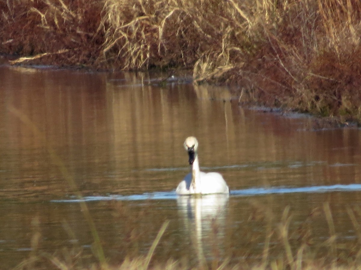 Tundra Swan - Jeri Smart