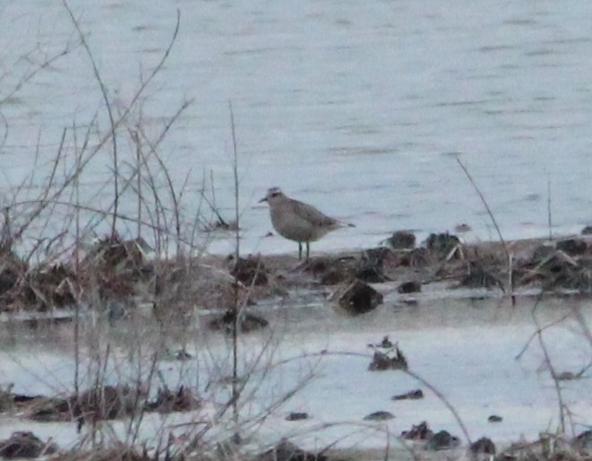 American Golden-Plover - ML393966871