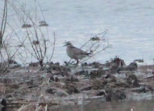 American Golden-Plover - ML393966901