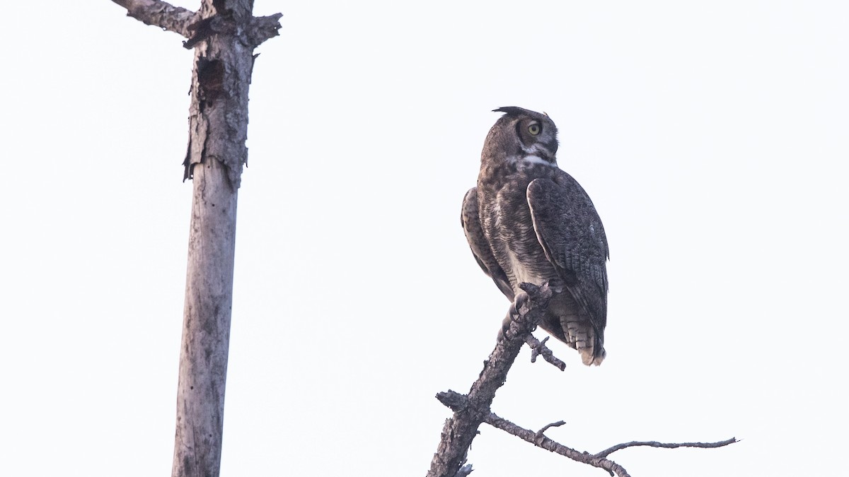 Great Horned Owl - ML393969901