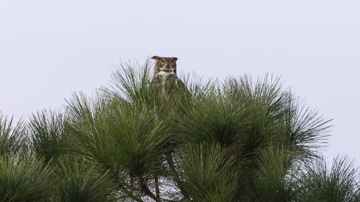 Great Horned Owl - ML393969911