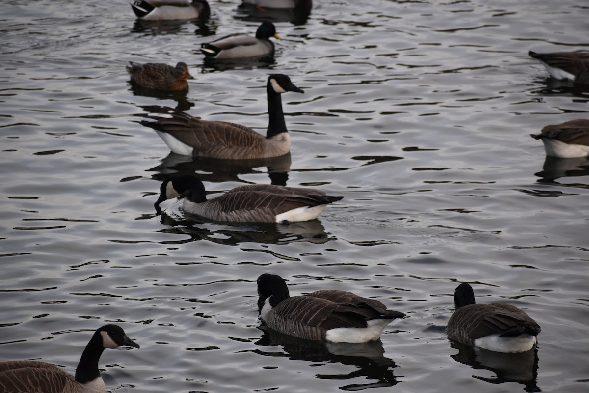 Canada Goose - ML393971841