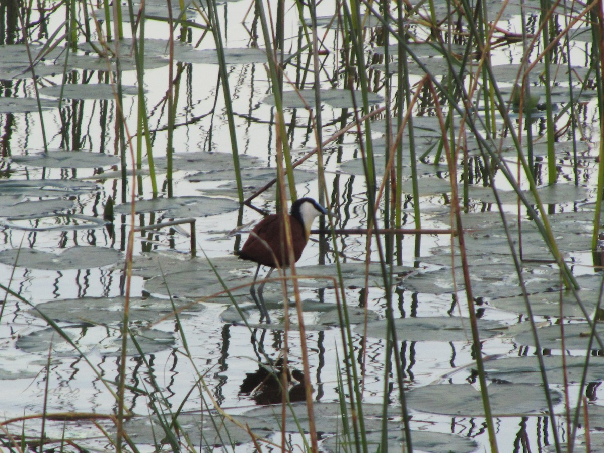 African Jacana - Holly Sweeney