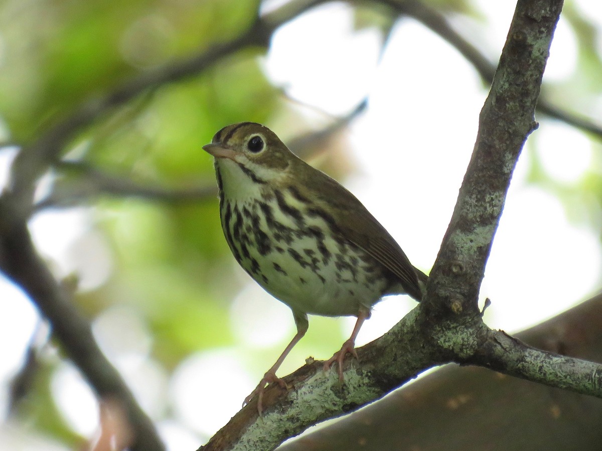 Ovenbird - ML39397331