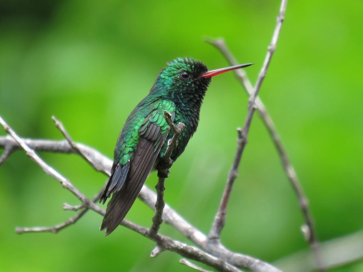 Canivet's Emerald (Canivet's) - John van Dort