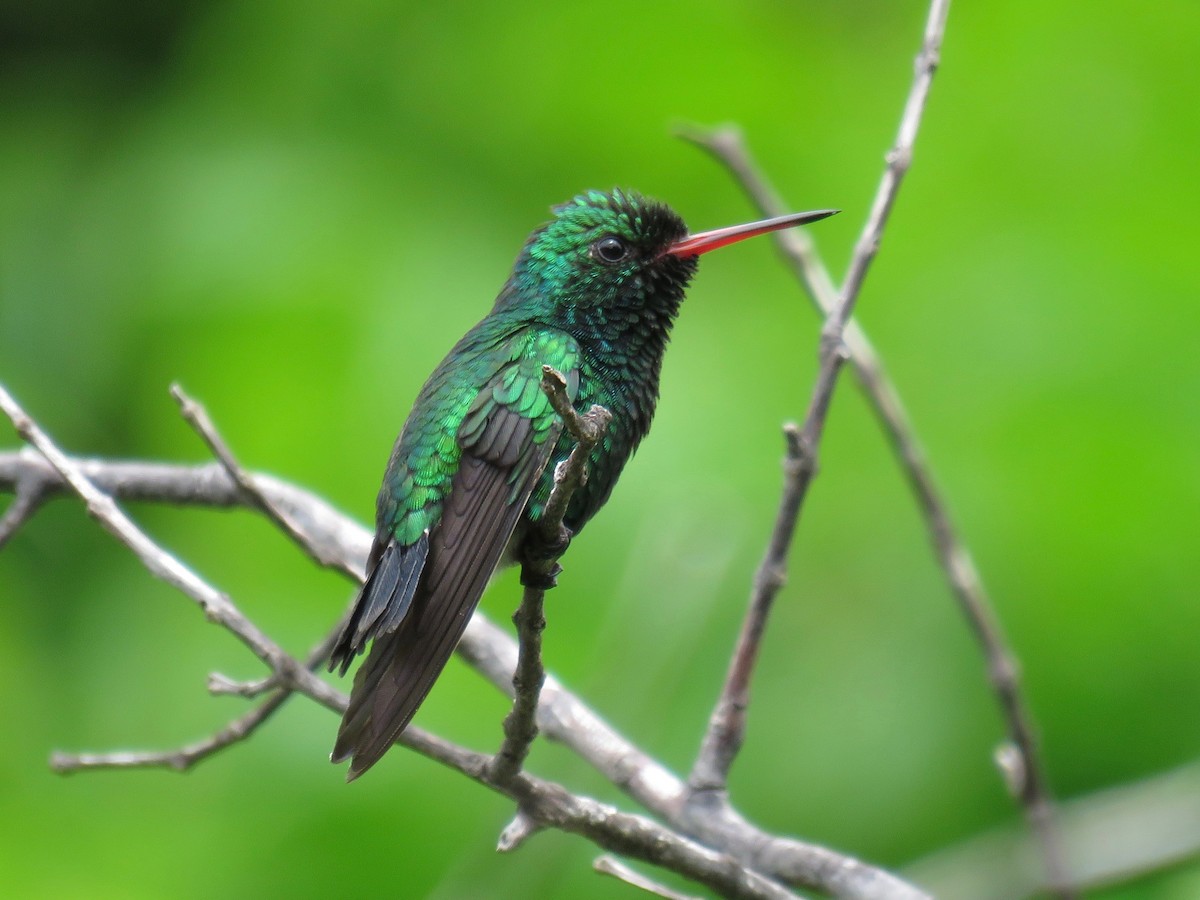 Canivet's Emerald (Canivet's) - ML39397361