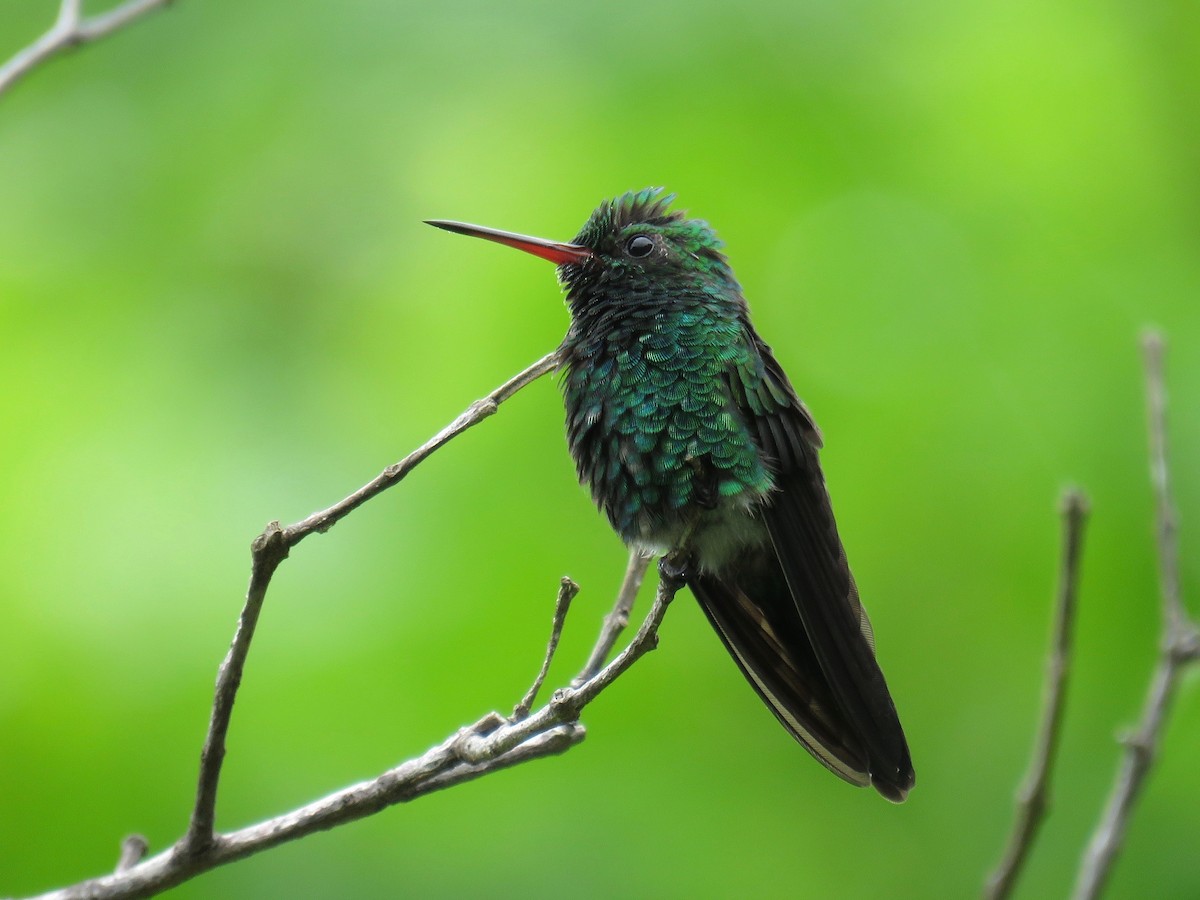 Canivet's Emerald (Canivet's) - John van Dort