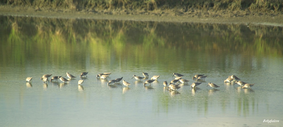 Short-billed Dowitcher - Roberto Amaya