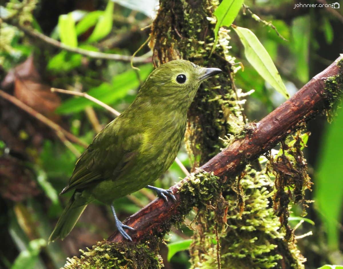 Olivaceous Piha - Johnnier Arango | theandeanbirder.com