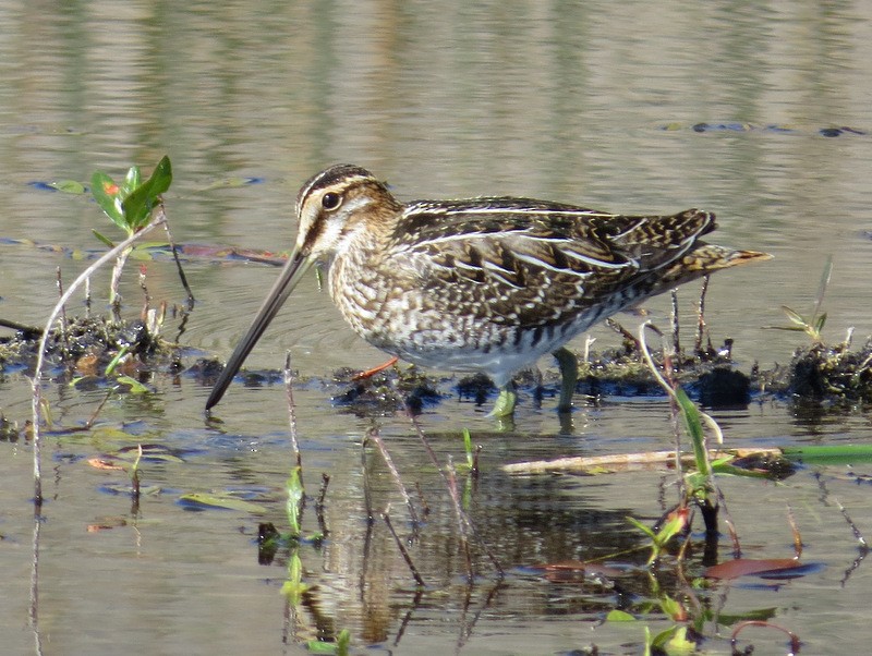 Wilson's Snipe - ML39397601