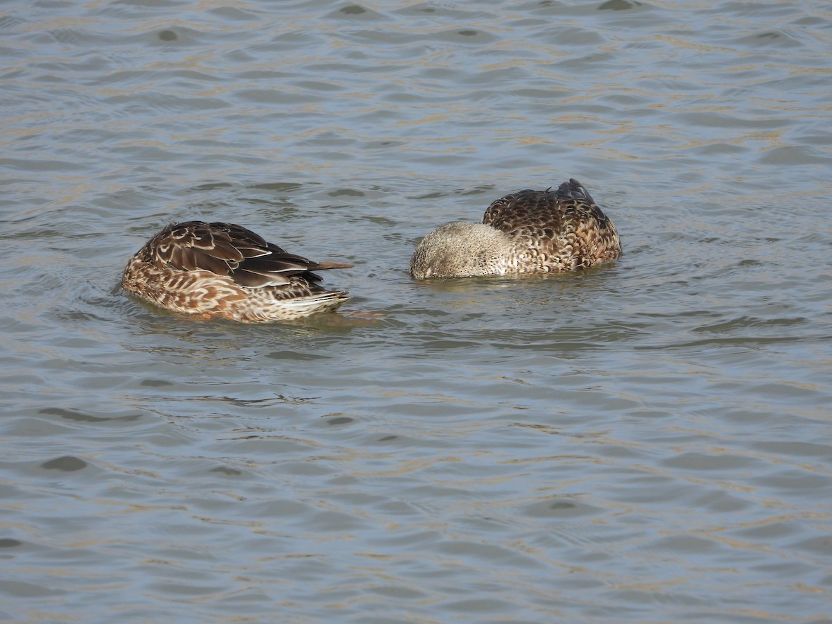 Northern Shoveler - ML393976501