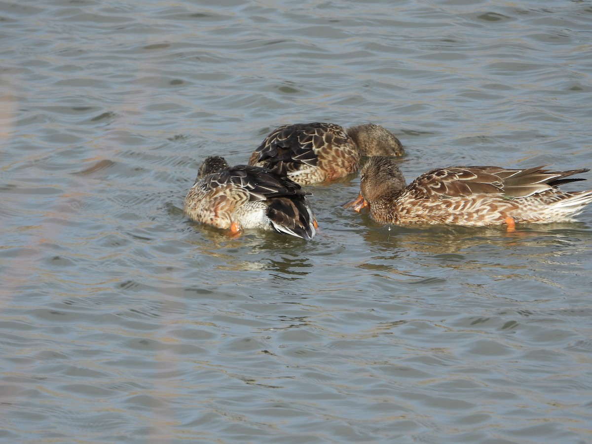 Northern Shoveler - ML393976531