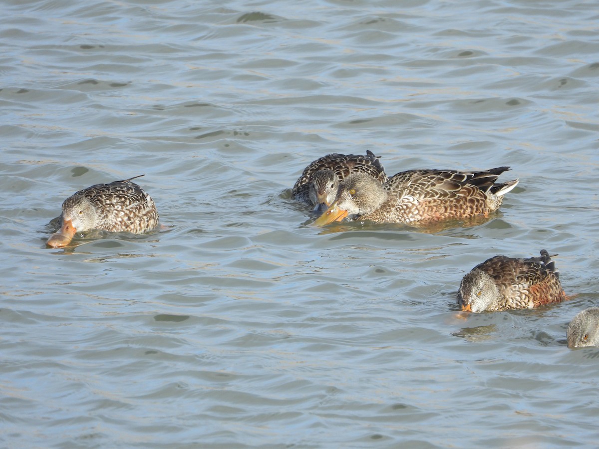 Northern Shoveler - ML393976591