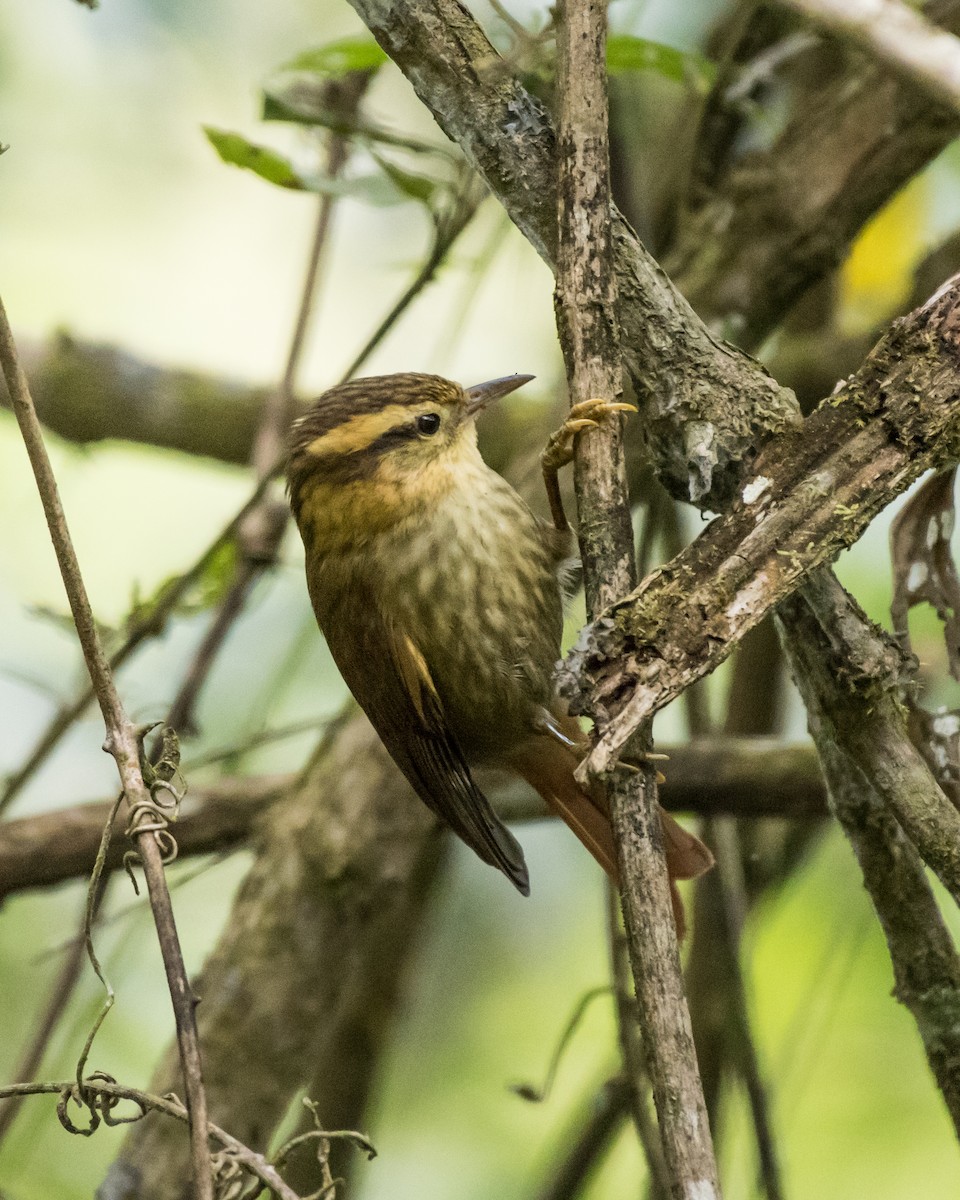 Sharp-billed Treehunter - Hank Davis