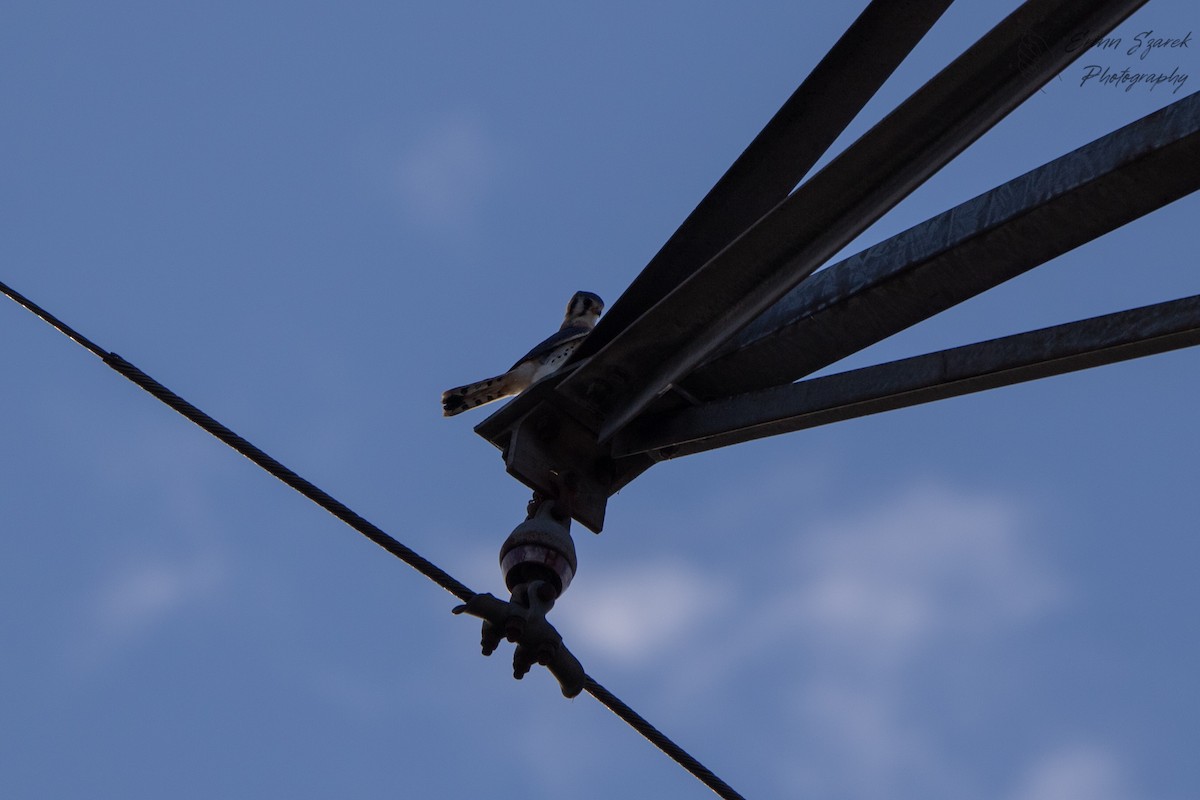 American Kestrel - ML393979601
