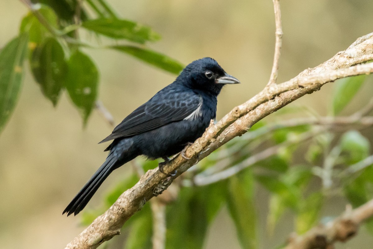 Ruby-crowned Tanager - ML39398041