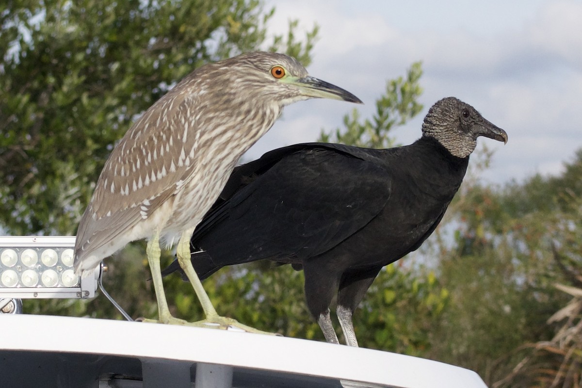 Black-crowned Night Heron - ML393980761