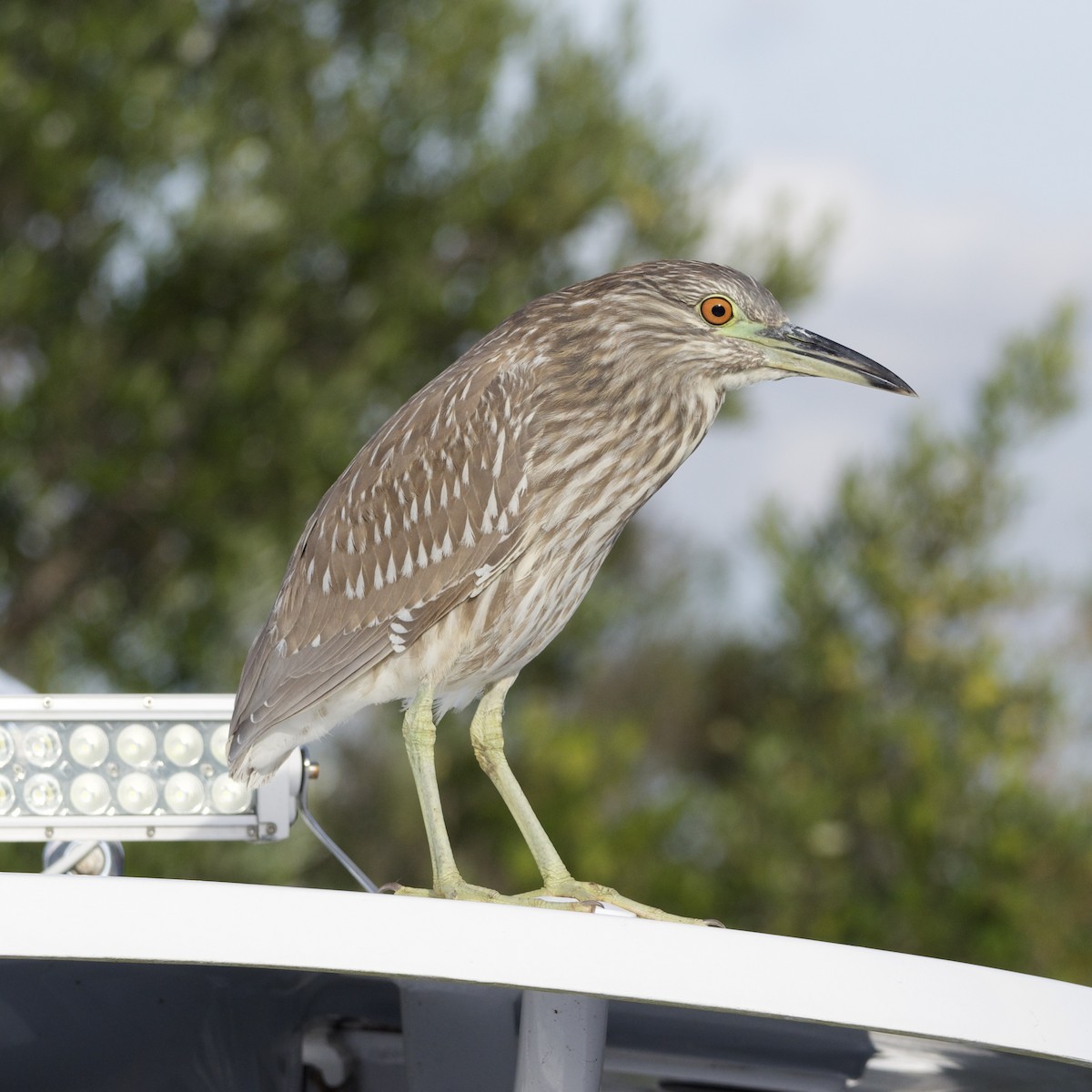 Black-crowned Night Heron - ML393980861