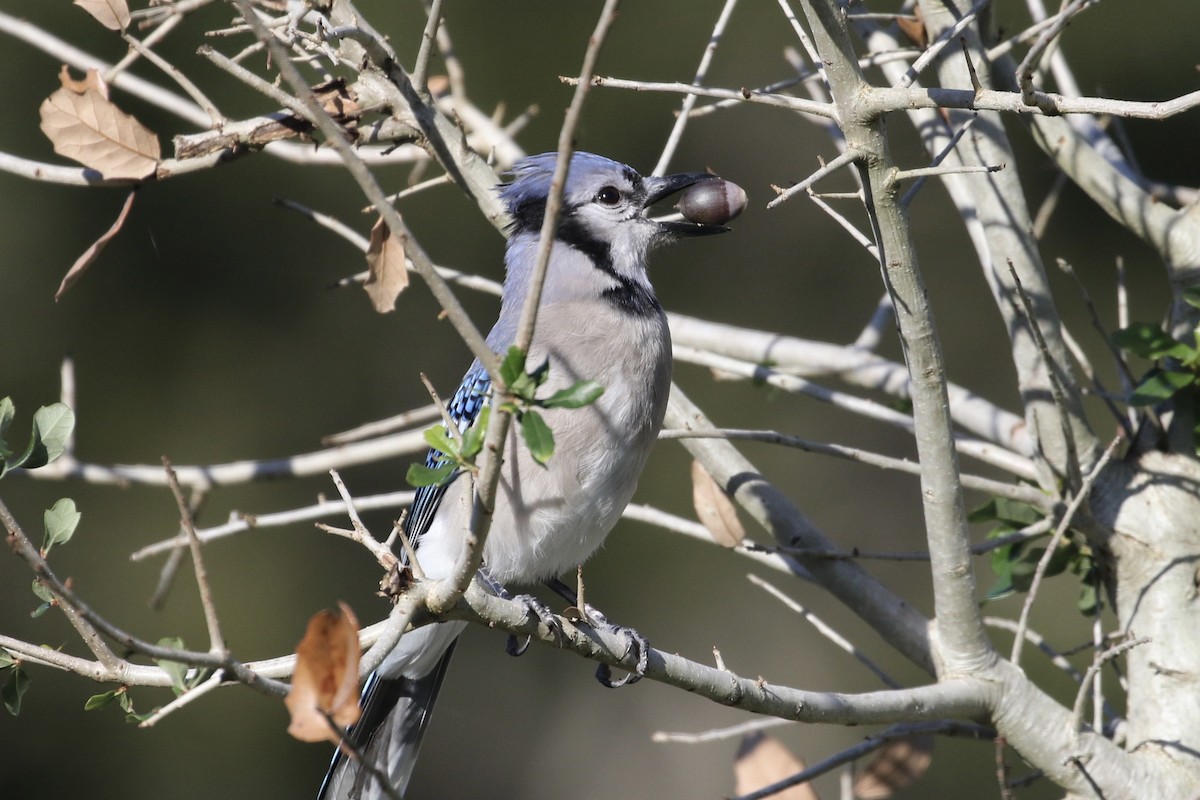 Blue Jay - ML393981531