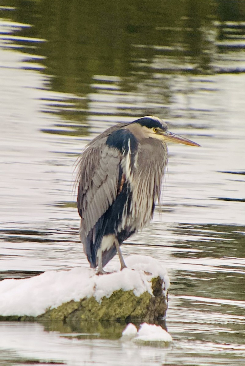 Great Blue Heron - ML393982301