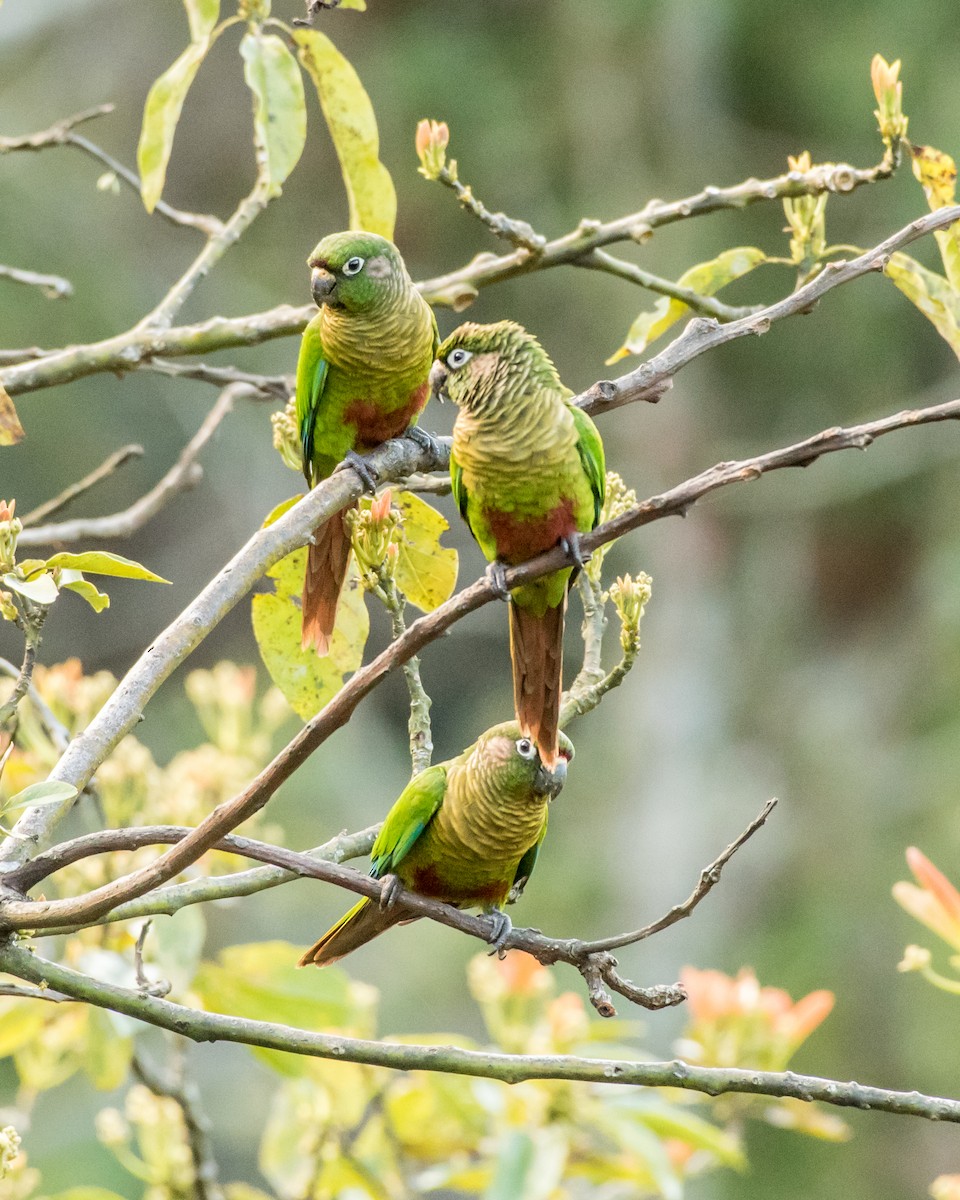 Maroon-bellied Parakeet - ML39398231