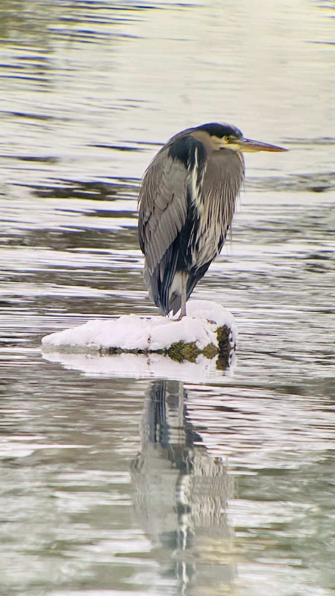 Great Blue Heron - ML393982451