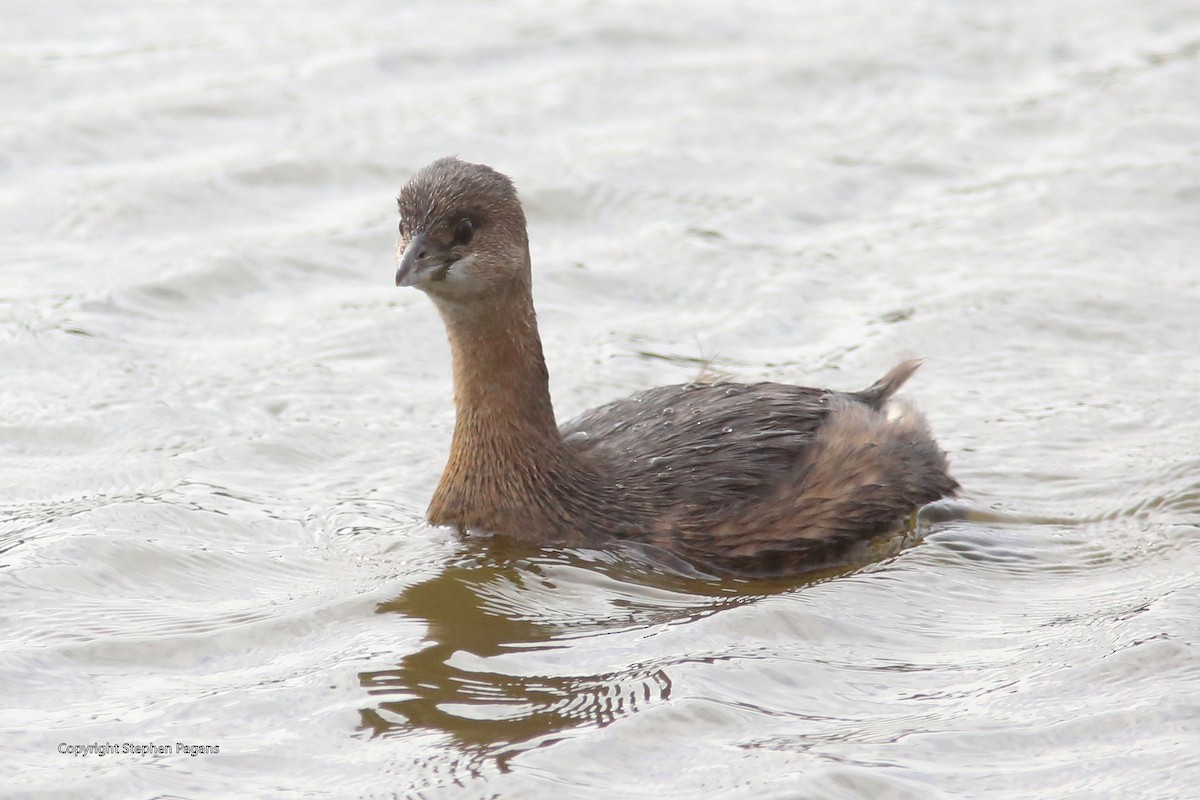 Pied-billed Grebe - ML393982491