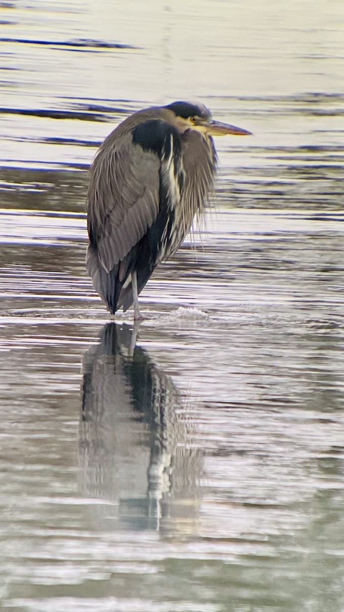 Great Blue Heron - ML393982521