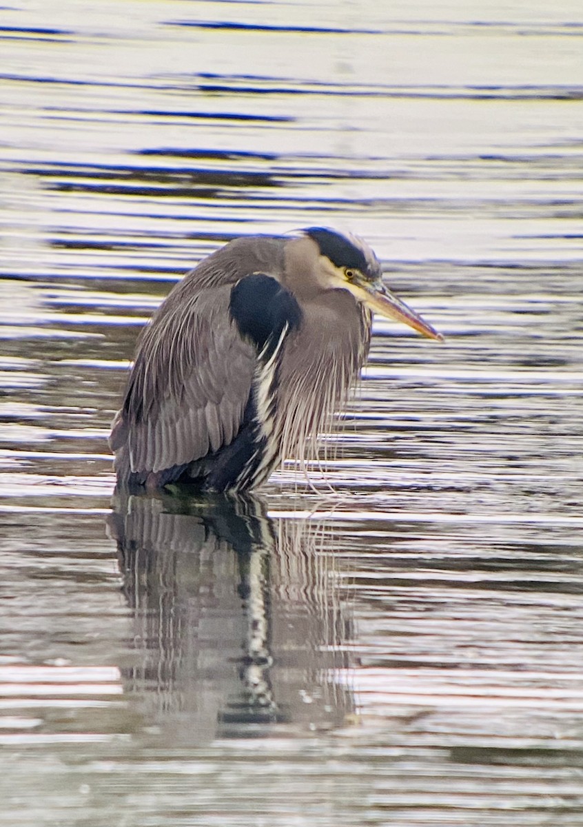 Great Blue Heron - ML393982561