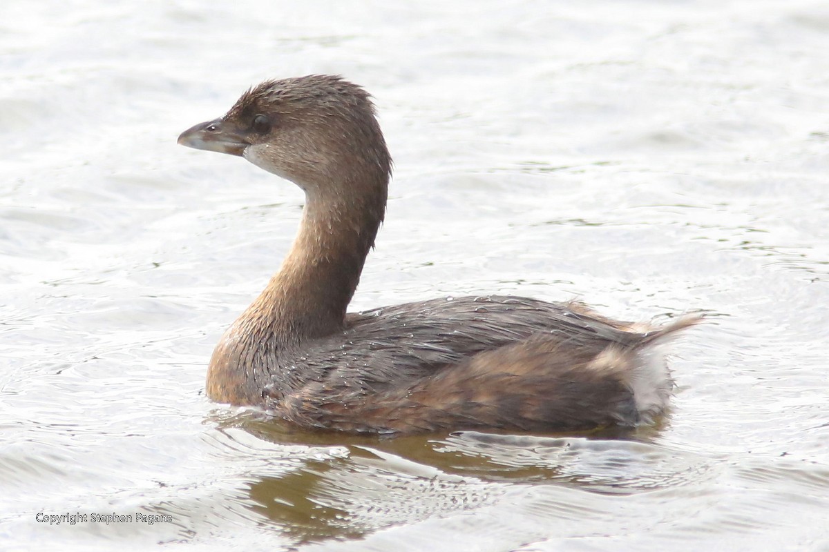 Pied-billed Grebe - ML393982581