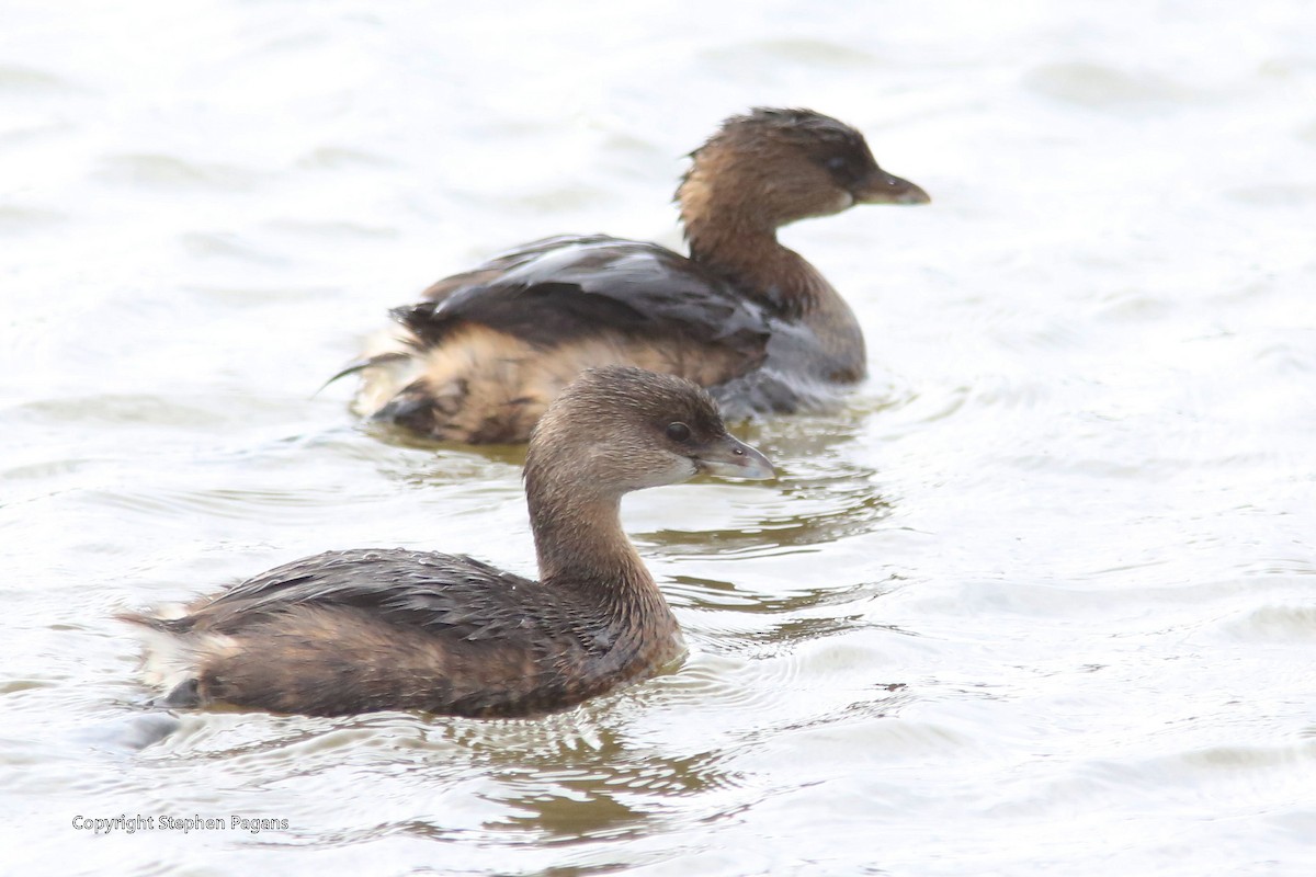 Pied-billed Grebe - ML393982661