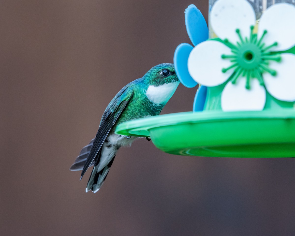 White-throated Hummingbird - Hank Davis