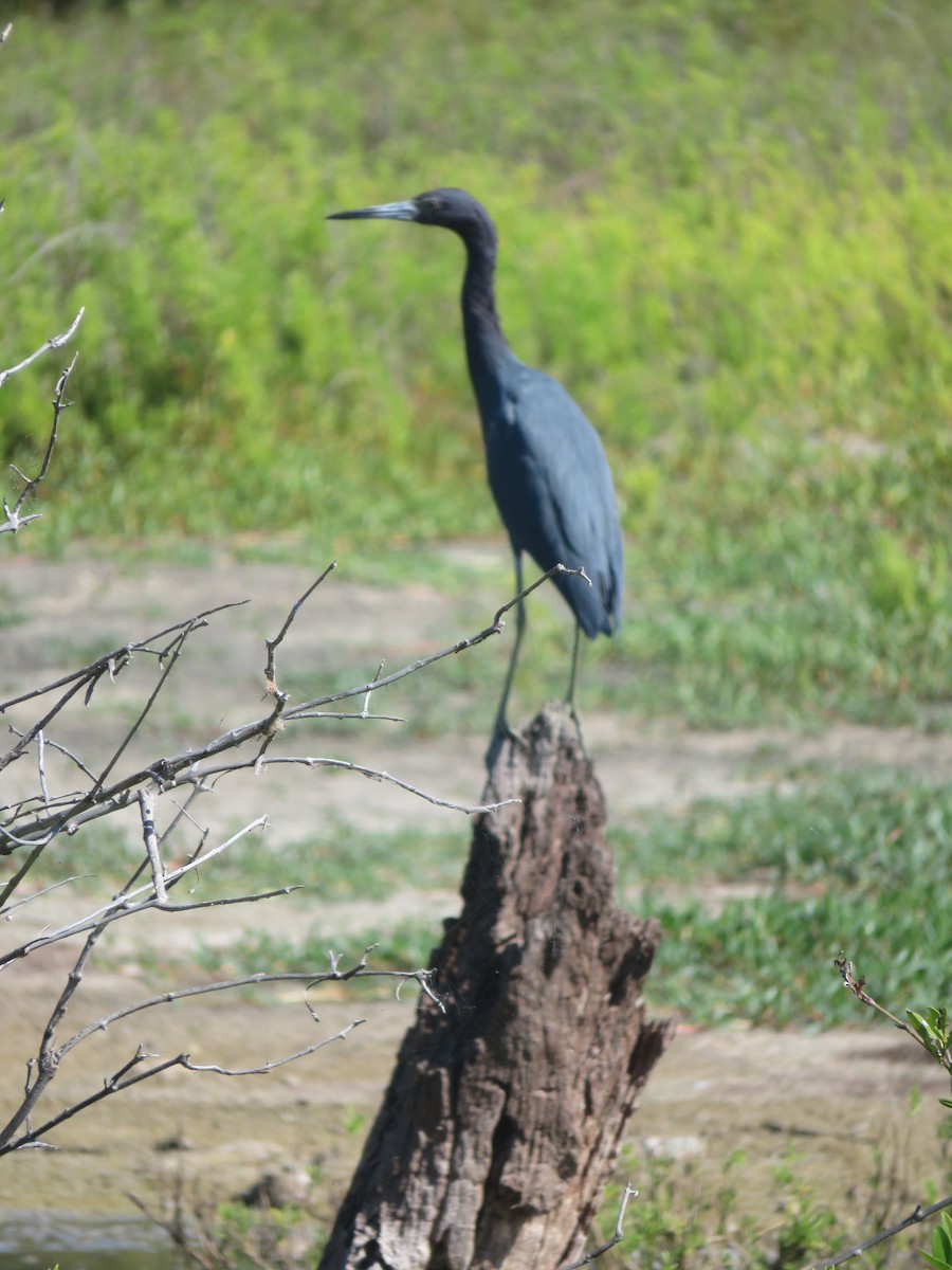 Little Blue Heron - ML393983481