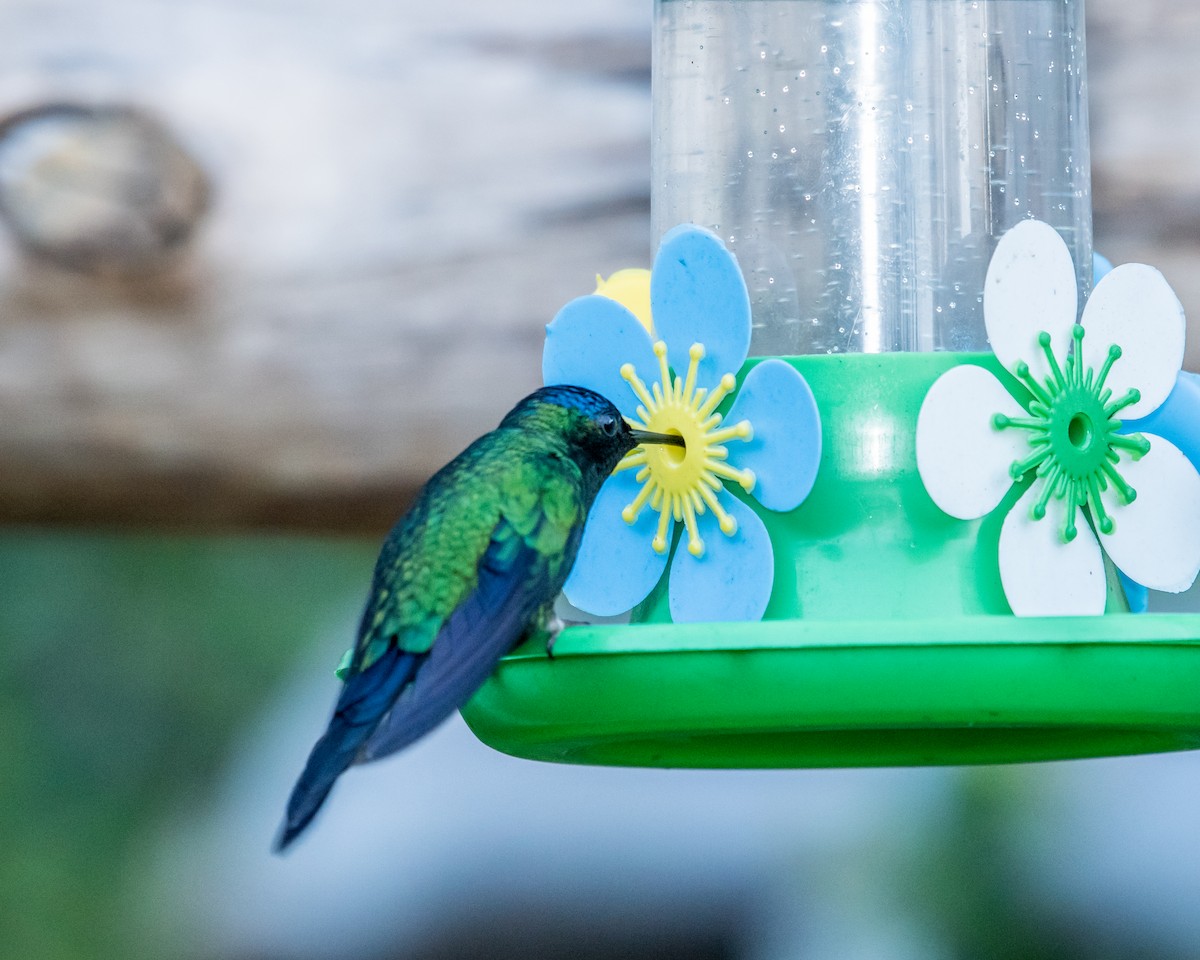 Violet-capped Woodnymph - Hank Davis