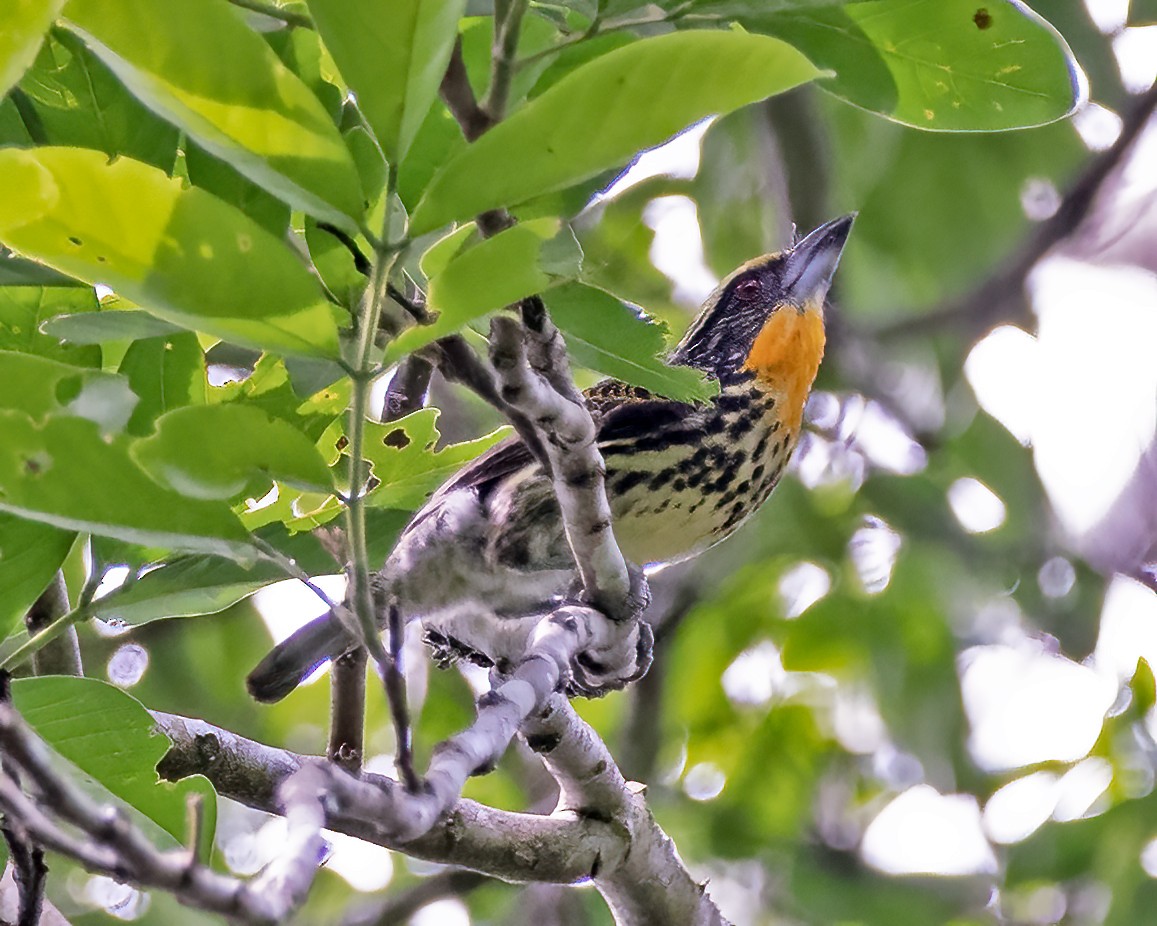 Gilded Barbet - ML393984301