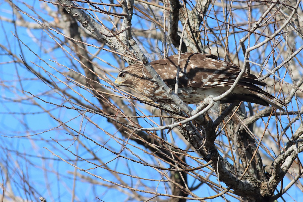 Red-shouldered Hawk - Margaret Viens