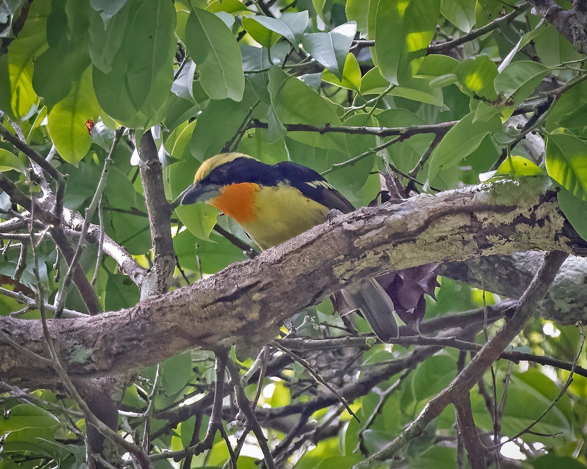 Gilded Barbet - ML393984331