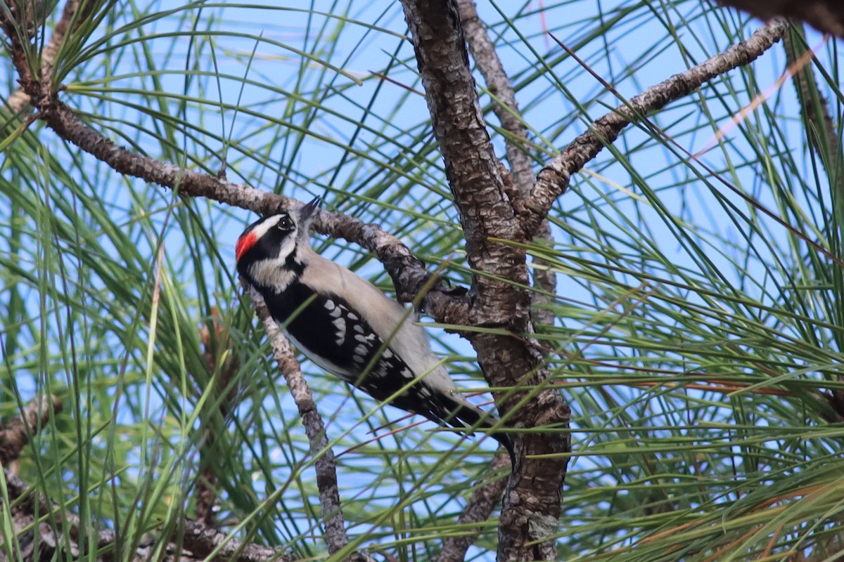 Downy Woodpecker - ML393984361