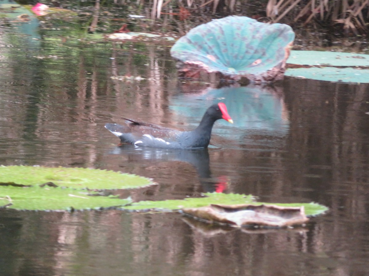 Common Gallinule - Johan Jonsson